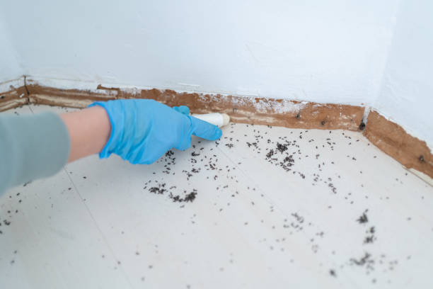 Real Estate Pest Inspections in Woxall, PA